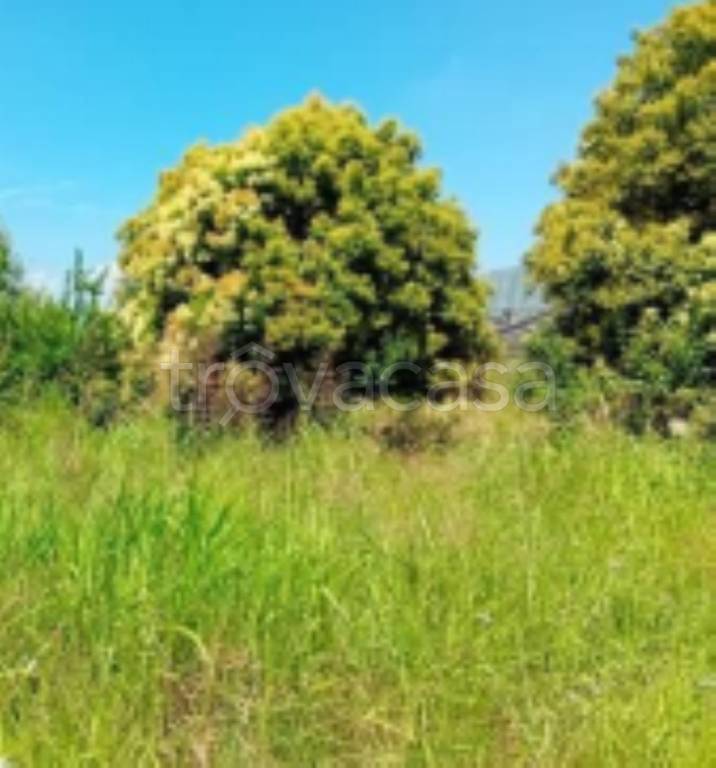 terreno agricolo in vendita a San Tammaro
