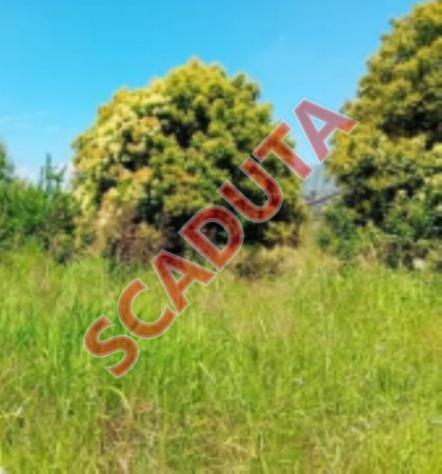 terreno agricolo in vendita a San Tammaro