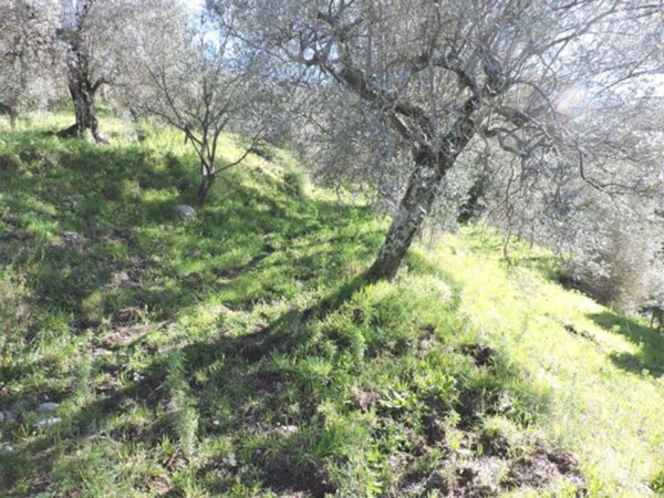 terreno agricolo in vendita a Sessa Aurunca in zona Ponte