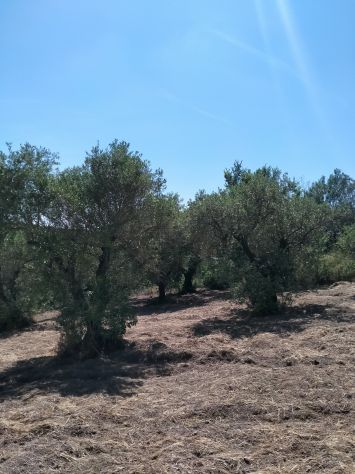 terreno agricolo in vendita a Sessa Aurunca in zona Lauro