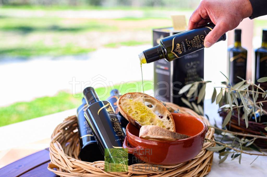 terreno agricolo in vendita a Sessa Aurunca in zona Corigliano