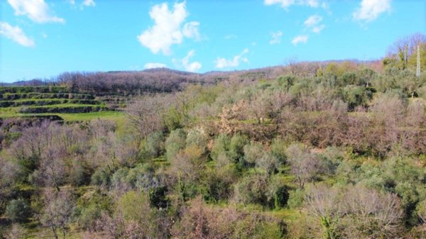 terreno agricolo in vendita a Sessa Aurunca in zona Valogno