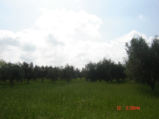 casa indipendente in vendita a Sessa Aurunca