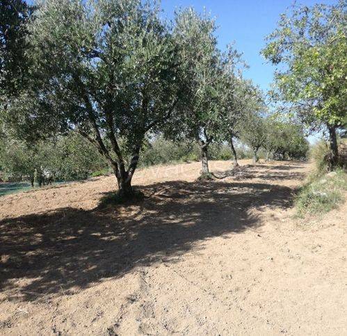 terreno agricolo in vendita a Sessa Aurunca in zona San Carlo