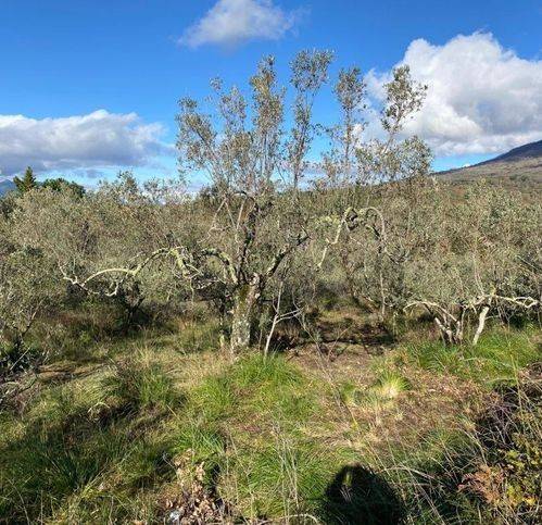 terreno agricolo in vendita a Sessa Aurunca