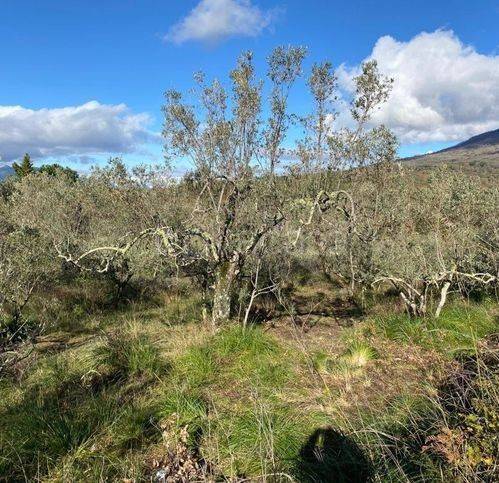 terreno agricolo in vendita a Sessa Aurunca