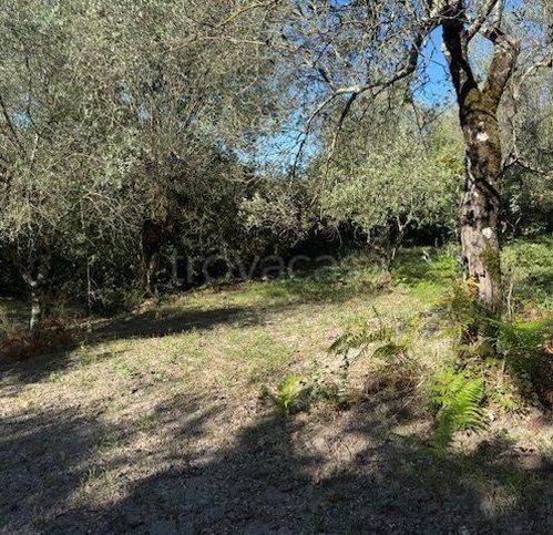 terreno agricolo in vendita a Sessa Aurunca in zona Valogno