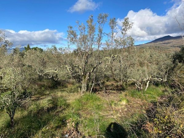 terreno agricolo in vendita a Sessa Aurunca