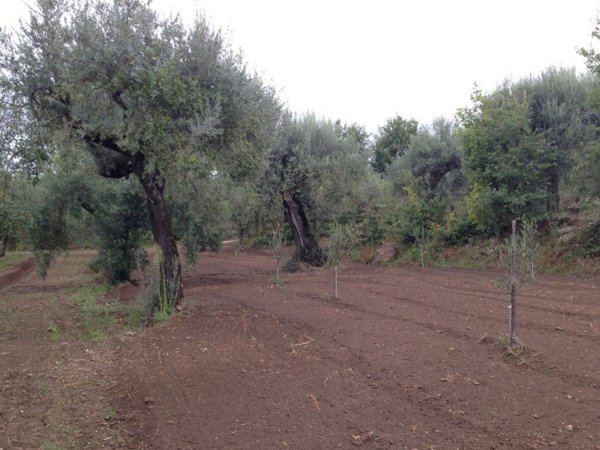 terreno agricolo in vendita a Sessa Aurunca