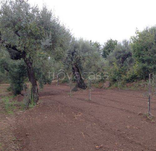 terreno agricolo in vendita a Sessa Aurunca