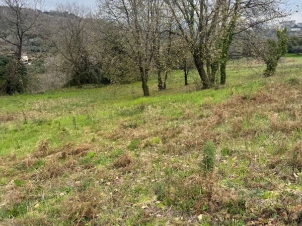 terreno agricolo in vendita a Sessa Aurunca