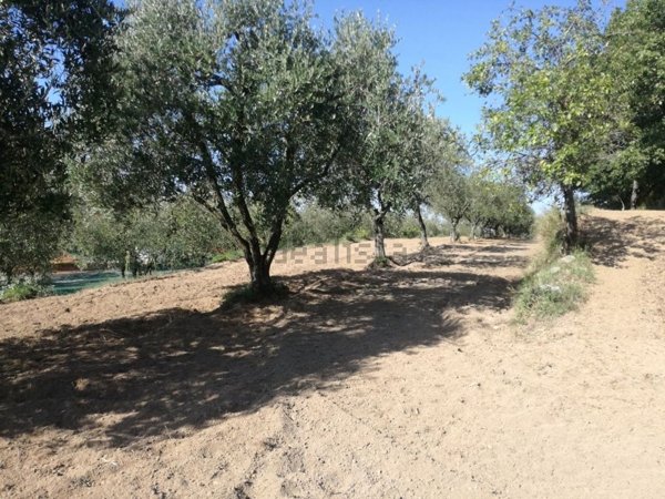 terreno agricolo in vendita a Sessa Aurunca in zona San Carlo