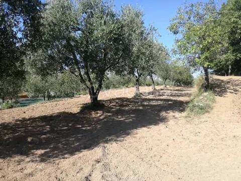 terreno agricolo in vendita a Sessa Aurunca in zona San Carlo