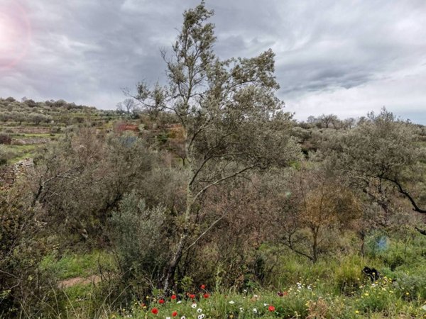 terreno agricolo in vendita a Sessa Aurunca in zona Valogno