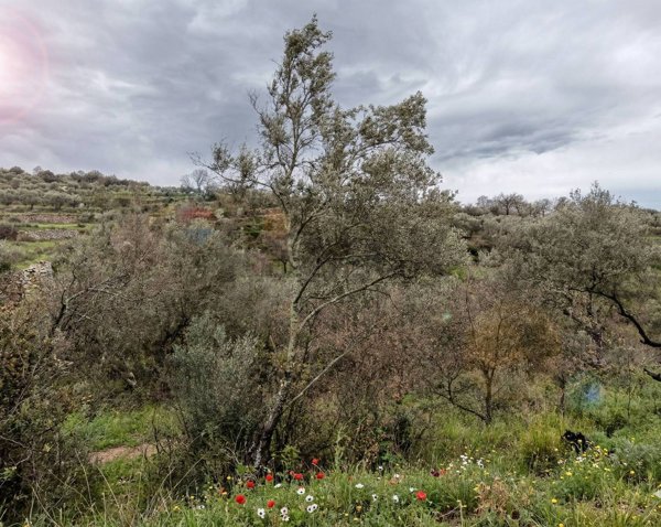 terreno edificabile in vendita a Sessa Aurunca in zona Valogno