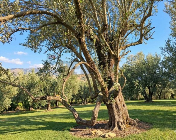 terreno edificabile in vendita a Sessa Aurunca in zona Valogno