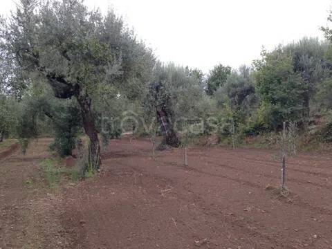 terreno agricolo in vendita a Sessa Aurunca