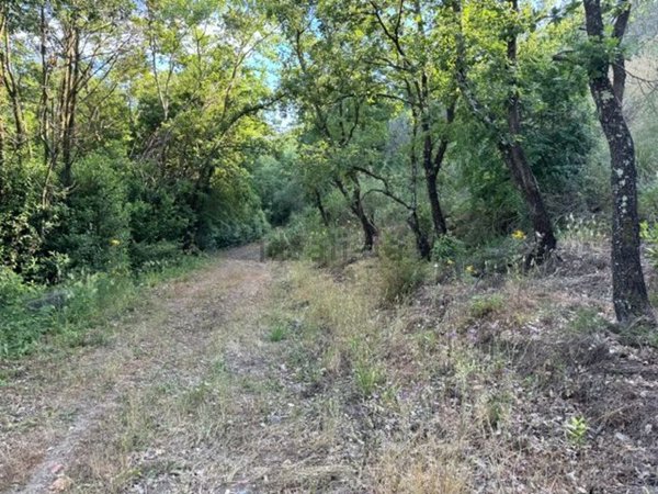 azienda agricola in vendita a Sessa Aurunca in zona Cascano
