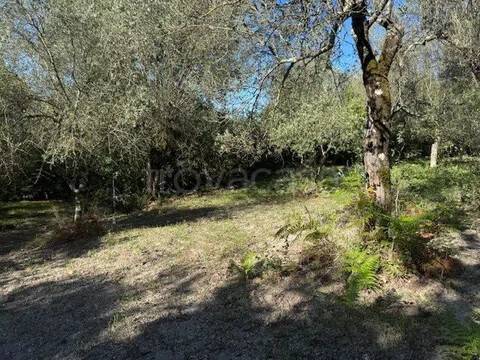 terreno agricolo in vendita a Sessa Aurunca in zona Valogno