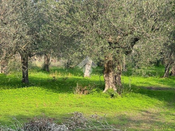 terreno agricolo in vendita a Sessa Aurunca in zona Sorbello