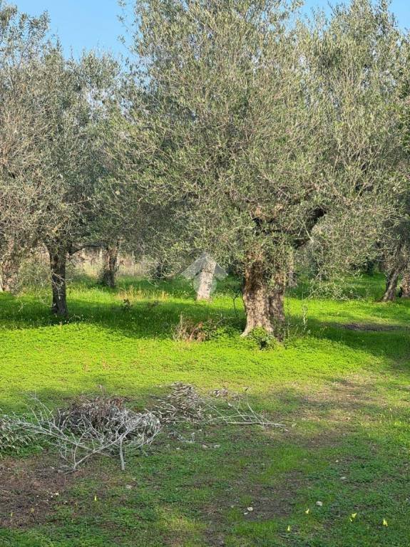 terreno agricolo in vendita a Sessa Aurunca in zona Sorbello
