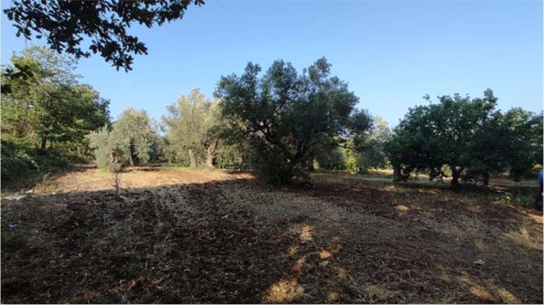 terreno agricolo in vendita a Sessa Aurunca in zona Carano