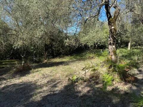 terreno agricolo in vendita a Sessa Aurunca in zona Valogno