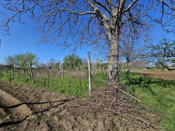 terreno agricolo in vendita a Succivo