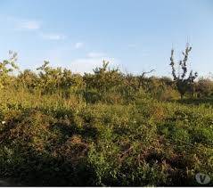 terreno agricolo in vendita a Succivo