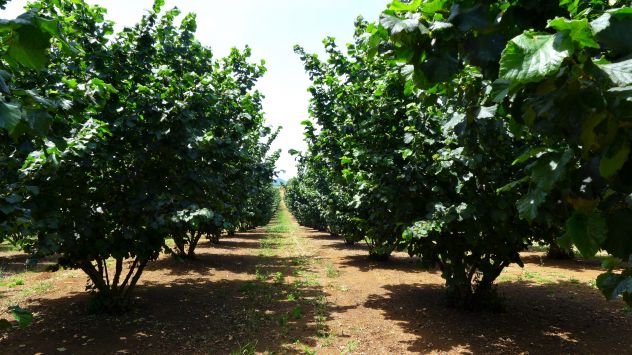 terreno agricolo in vendita a Teano