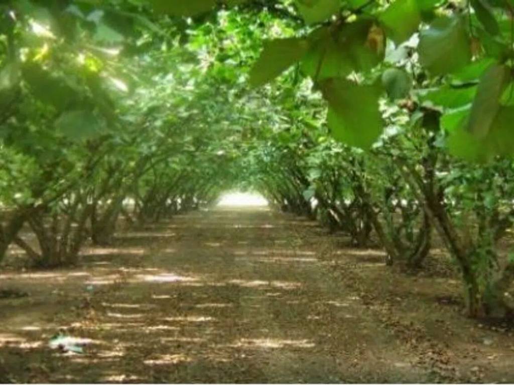 terreno agricolo in vendita a Teano