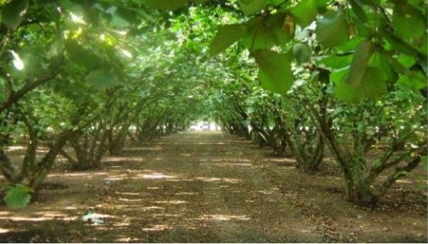 rudere in vendita a Teano