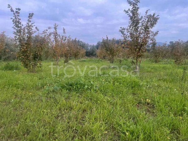 terreno agricolo in vendita a Teano