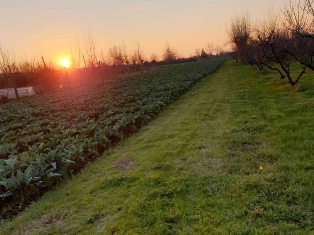 terreno agricolo in vendita a Teverola