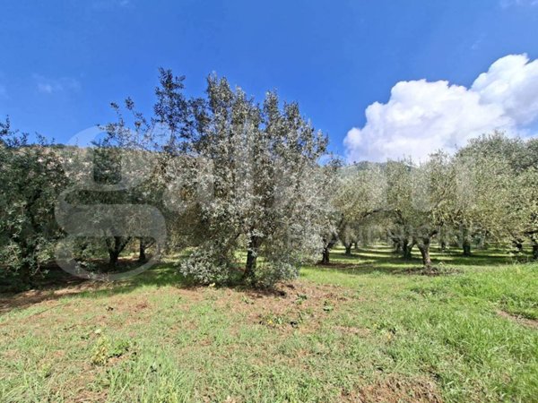 terreno agricolo in vendita a Vairano Patenora in zona Marzanello