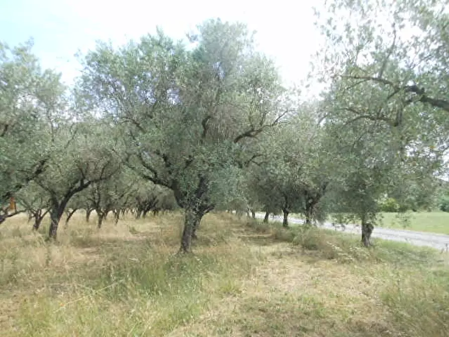 terreno in vendita a Vairano Patenora in zona Marzanello