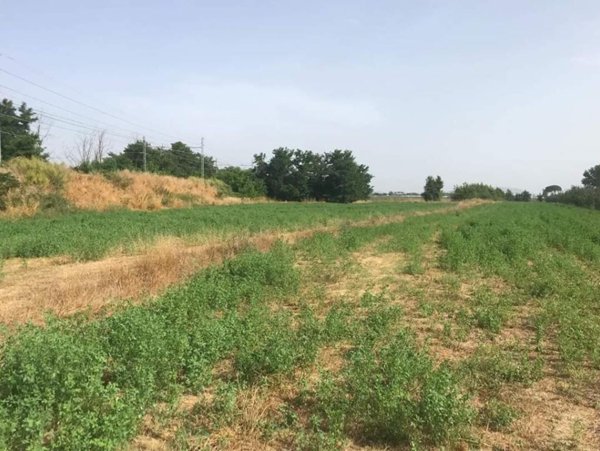 terreno in vendita a Villa Literno