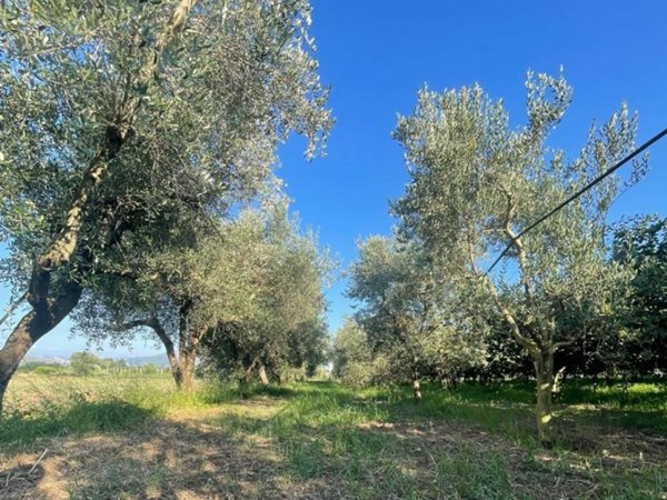 immagine annuncio 0 di 2