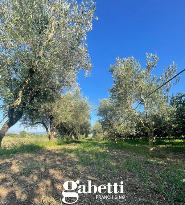 terreno agricolo in vendita a Vitulazio