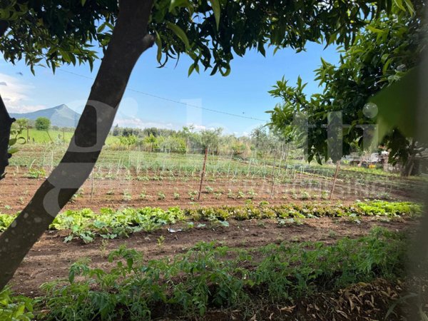 terreno agricolo in vendita a Vitulazio