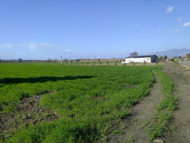 negozio in vendita a Cellole