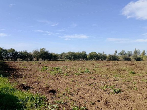 terreno agricolo in vendita a Cellole