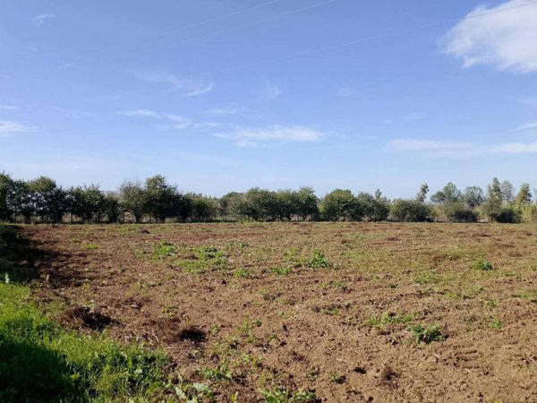 terreno agricolo in vendita a Cellole