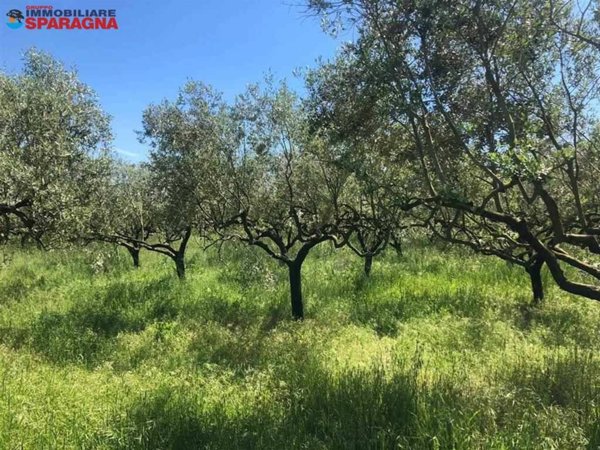 terreno agricolo in vendita a Cellole