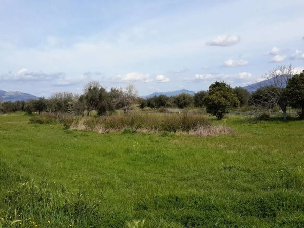 terreno agricolo in vendita a Cellole
