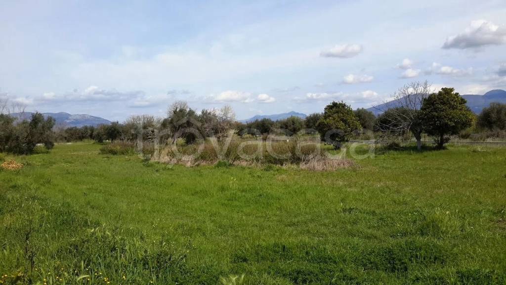 terreno agricolo in vendita a Cellole