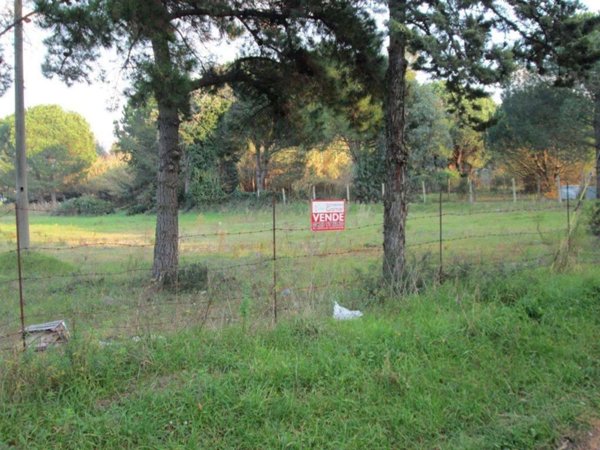 terreno agricolo in vendita a Cellole