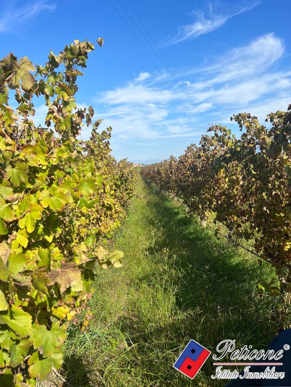 appartamento in vendita a Cellole