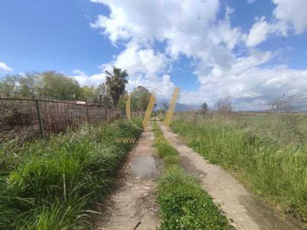terreno agricolo in vendita a Cellole