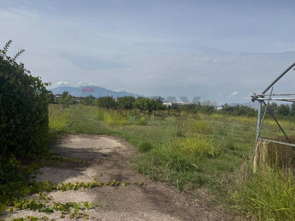 terreno agricolo in vendita a Cellole
